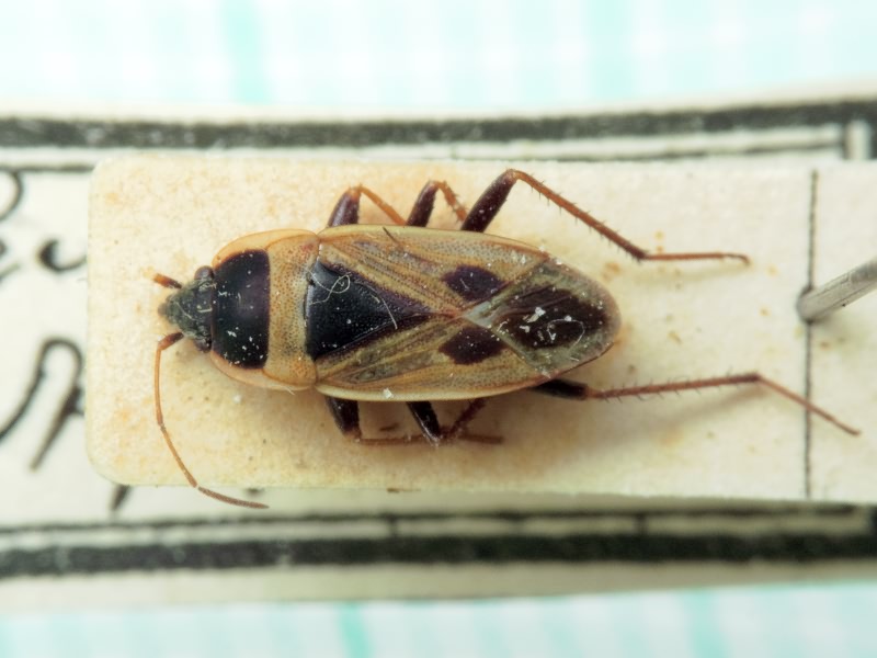 Xanthochilus saturnius (Rossi, 1790)